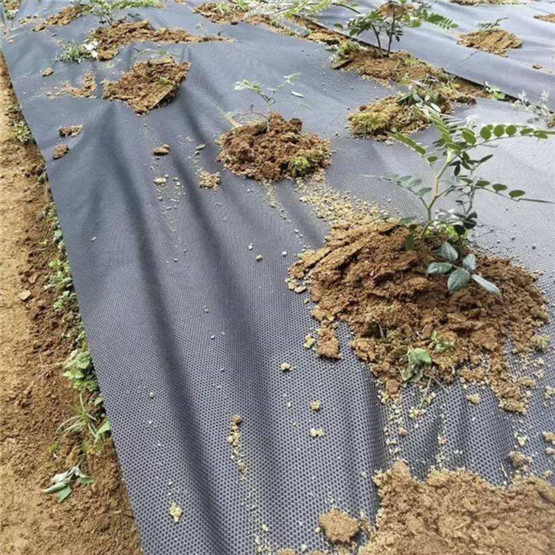 2m X 50m/Roll Anti Weed Mat with 80g