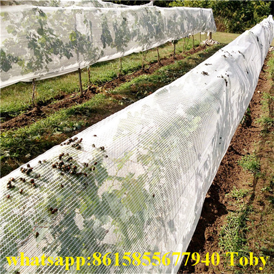 Anti Insect Net/HDPE Insect Net