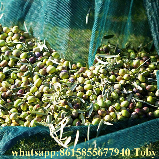 100% Virgin HDPE Plastic Green Color Olive Catching Net