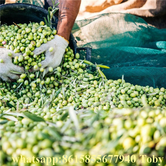 Olive Net, Net, Olive, Agriculture, Collect Net