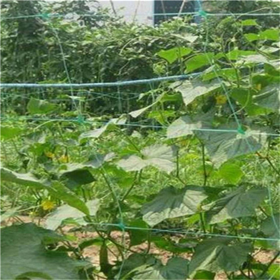 Agriculture Netting Plant Support Net,