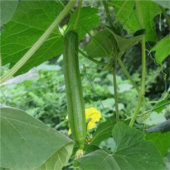 Climbing Plant support net