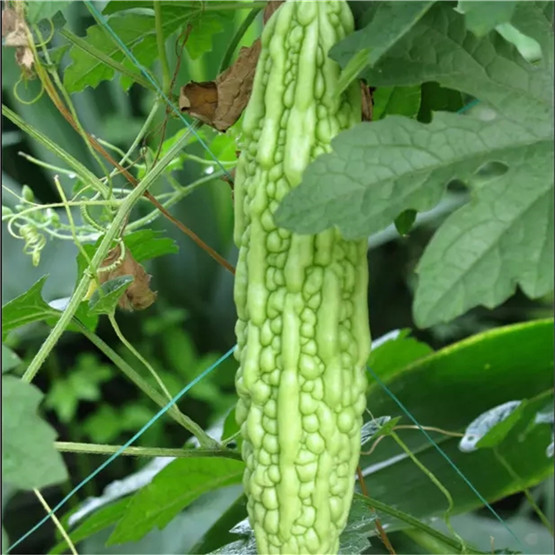 Cucumber Plant-Support Net for Agricultural