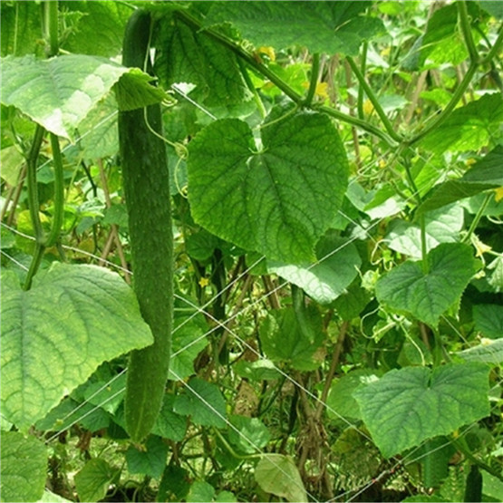 Cucumber Plant-Support Net for Agricultural