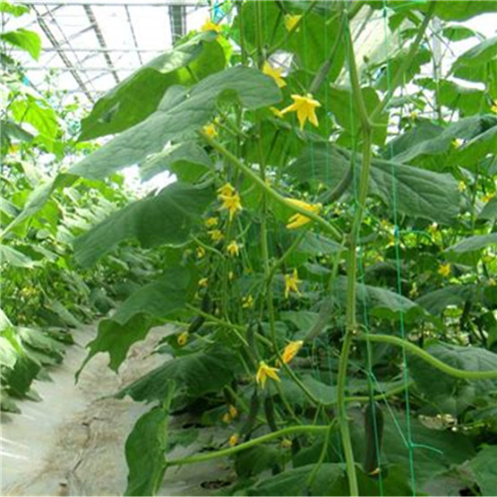 Cucumber Plant-Support Net for Agricultural