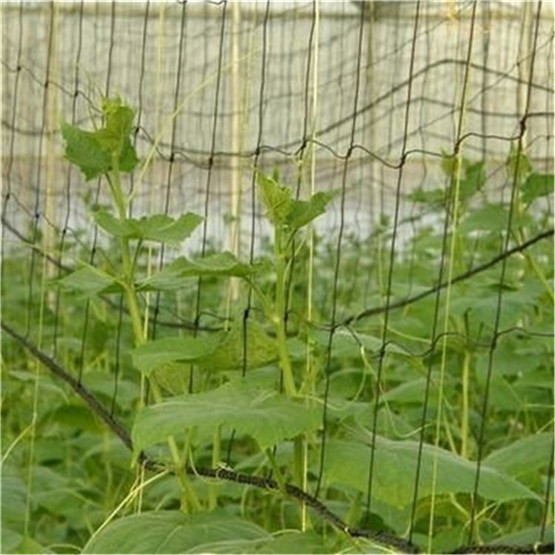 HDPE extruded pea netting 8g/m2 10g/m2 vegetable climbing plant support trellis net 