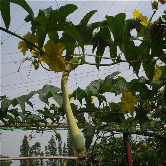 HDPE extruded pea netting 8g/m2 10g/m2 vegetable climbing plant support trellis net 