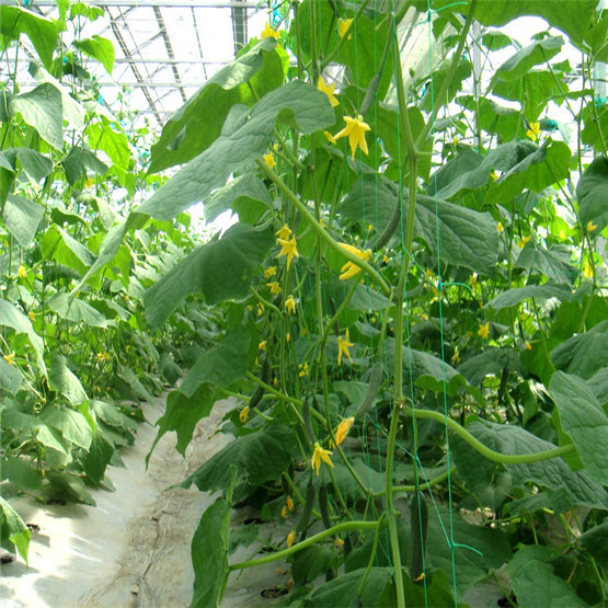 Plant support nets & Bean nets for Agriculture 