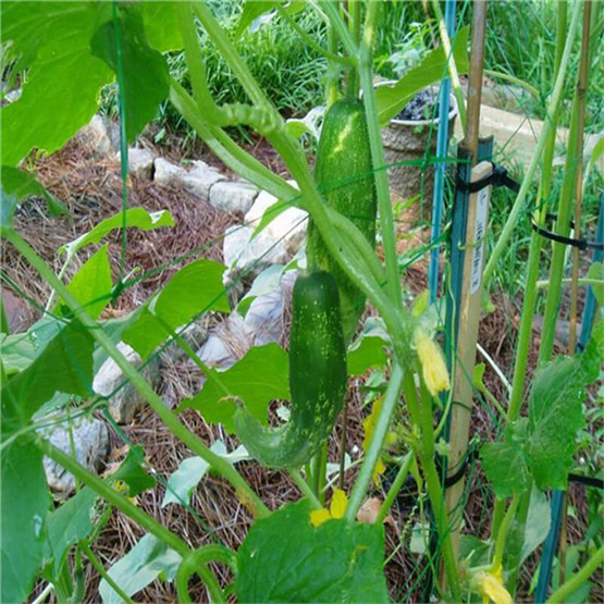 Trellis Netting Roll / Garden Plant Climbing Nets Support 