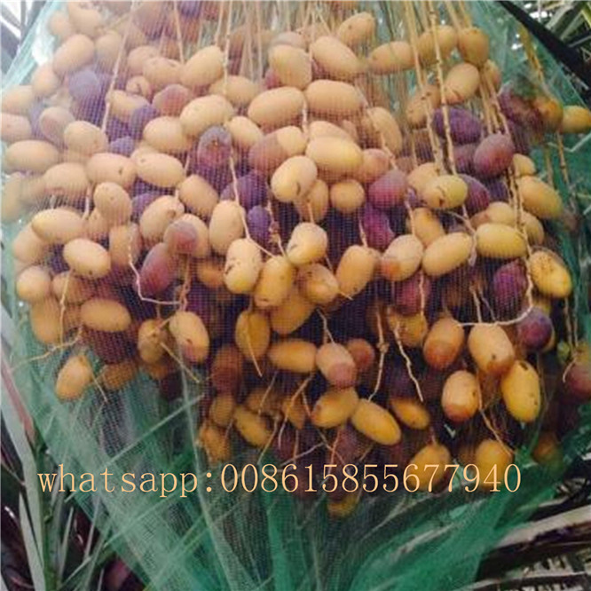 Monofilament Green Date Palm Mesh Bag